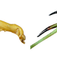 Left: the “standard” fore tibia of Pseudopogonogaster kanjaris. Right: the modified fore tibia of Carrikerella simpira